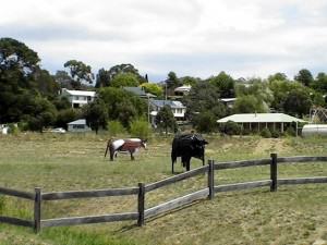 145 Corrugated iron cows (Small) Jindabyne and the Snowy Mountains -