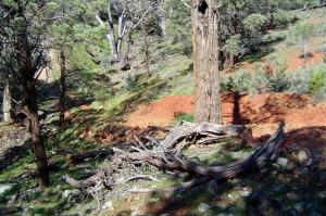 283. The spring again (Small) Flinders Ranges - Flinders Ranges