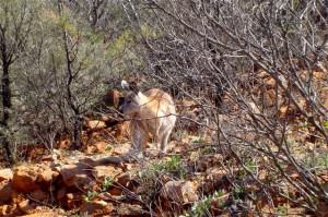 345. Euro on the Ridgetop Tour (Small) Flinders Ranges - Flinders Ranges