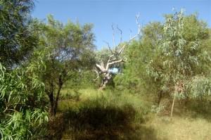 13 Coolibah Tree Longreach - Longreach