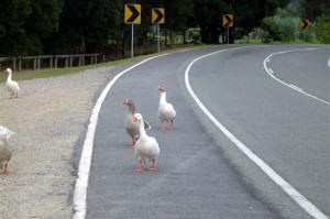 41 The locals again, Currumbin, May 2007 (Small) Journal Entries -
