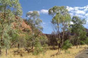 Scenery along Larapinta Drive