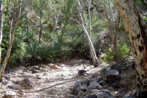 Dry creekbed on the Standley Chasm walk