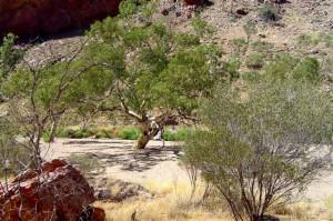 Dry riverbed in Simpson’s Gap
