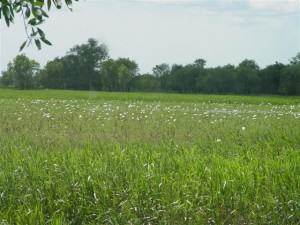 Yellow Water Wetlands