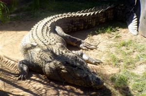 Saltwater croc. Sleeping? I don’t think so!