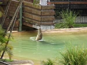 Croc feeding