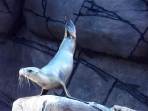 The show at Seal Island