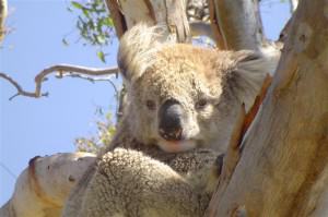Friendly “local” on Raymond Island