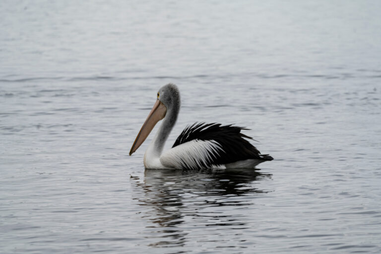 Pelican,Bemm,River,Australia,Victoria,Water,Lake