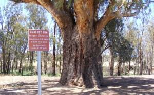 The Giant Gum Tree