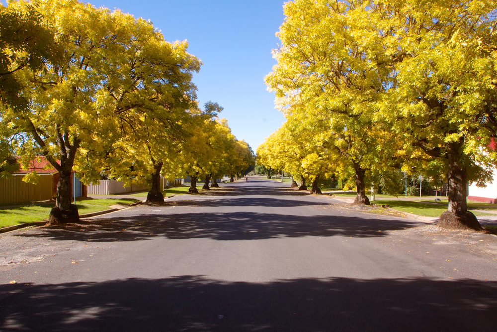 Goulburn,Street,In,Autumn,,Australia,(unedited)