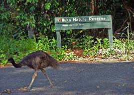 Welcome to Iluka
