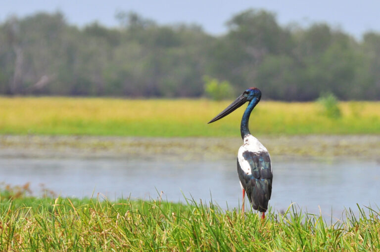 The,Black-necked,Stork,(ephippiorhynchus,Asiaticus),Is,A,Tall,Long-necked,Wading