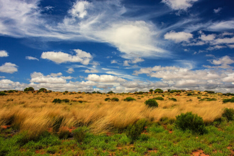 Grassland,In,Northern,Territory,,Australia