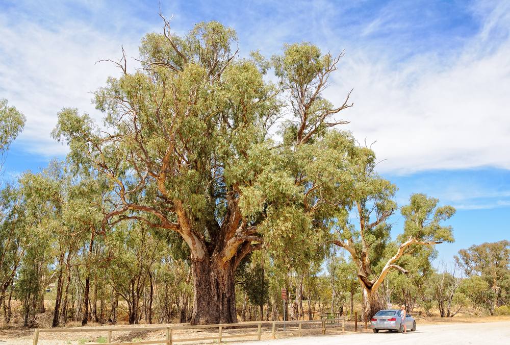 The,Giant,River,Red,Gum,Tree,Of,Orroroo,Is,About
