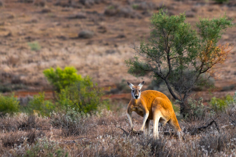 Kangaroo in the Flinders Ranges, South Australia
