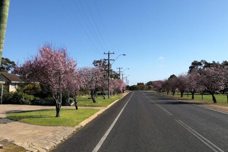 kojonup's community and festivals embracing local traditions