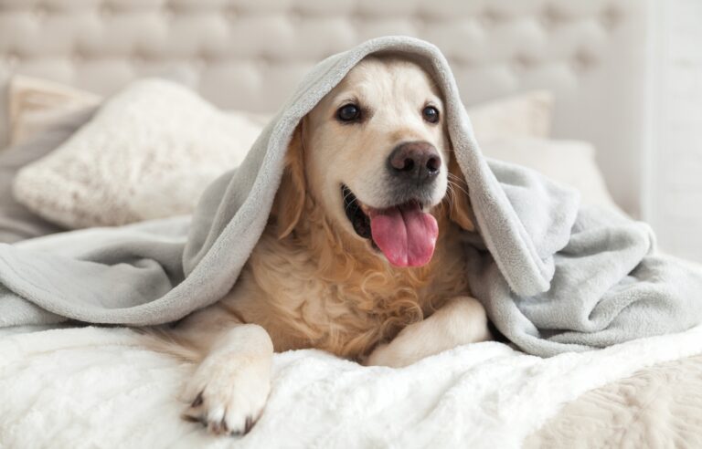 travelling with pet friendly accommodations in Australia
