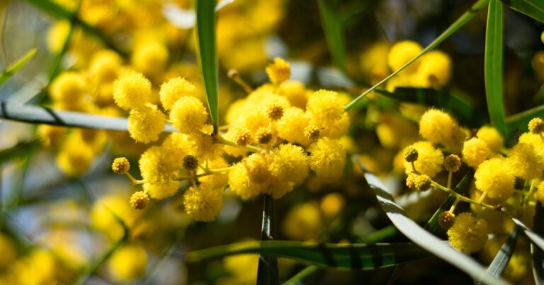 botanical marvels you must see with diverse flora of australia