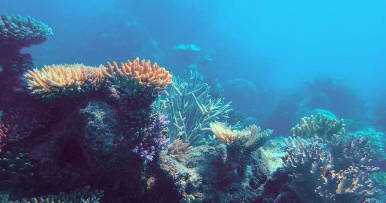 diving in the great barrier reef with underwater adventures