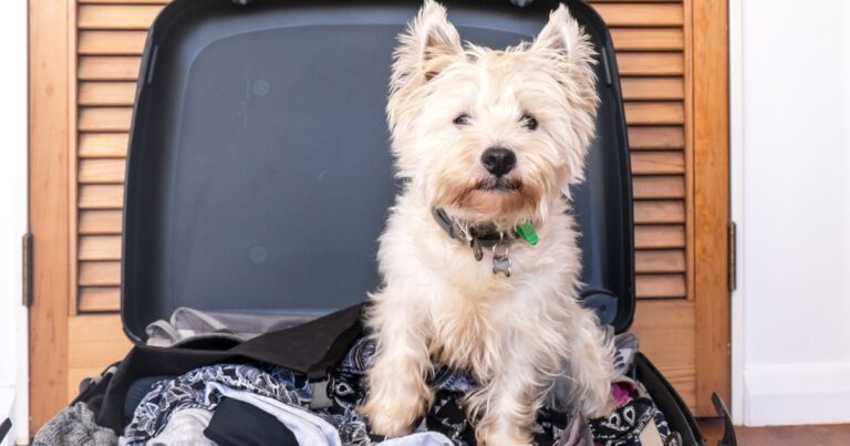 pet friendly accommodations for travellers in australia